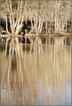 DSC_0041DUCKDUCK.jpg