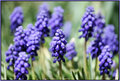 DSC_0048hyacynth1aa.jpg