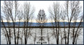 DSC_0005treelinematch.jpg