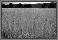 DSC_0074FOREWHEATTREELINE.jpg