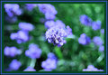DSC_0012prolificlavender.jpg