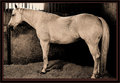 DSC_0178SEPIA HORSE.jpg