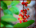  berry bunch bokeh