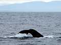 DSC_0059 whale  tail tale 5.jpg