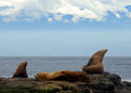 DSC_0083 sea lion 1.jpg