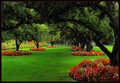 Begonia lined trees 1a.jpg