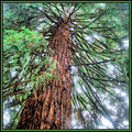 DSC_0250  BRANCHING OUT 1AA.jpg