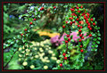 DSC_0207  RED BERRY SPRAY 1.jpg