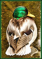 DSC_0019 MY BEST SIDE.jpg