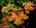 DSC_0195 CRISP FALL COLORS 1.jpg
