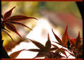 DSC_0205 NATURAL TRIANGLE LIGHT.jpg