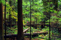 DSC_0258 DEEP INTO THE WOODS  1.jpg