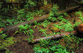 DSC_0259 OLD AND NEW GROWTH 1.jpg