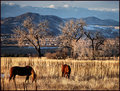 Sunlit grazing 