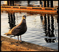  Harbor Opportunist