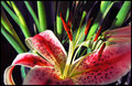 shadow of the pistol and stamen