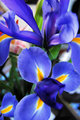 DSC_0041  IRS 2.jpg