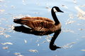 JUST A GOOSE