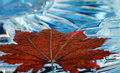 LEAF W CRYSTAL SUN.jpg