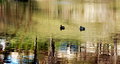 DSC_0077 gfff.jpg