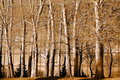 DSC_0088 f.jpg