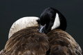  GOOSE PORTRAIT 
