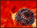  CENTER OF POPPY 