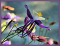  COLUMBINE