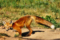  FOX HOLE 840.jpg