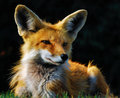 DSC_0612 RED FOX SWAN MTN 720.jpg
