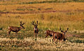 DSC_0174   bucks.jpg