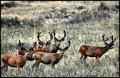 bucks attention