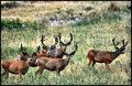 bucks attention 2