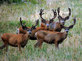  4 BUCKS 720.jpg