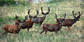 bucks