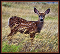 FAWN SPOTS 