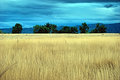  field of gold 840.jpg