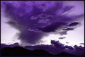 DSC_0003 purple mtn majesty.jpg