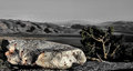 DSC_0415 ROCK AND BRISTLECONE WATCH OVER THE VALLEY.jpg