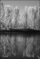 TALL REFLECT