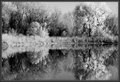 DSC_0190   busy reflecting  7.jpg