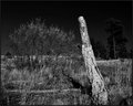 DSC_0052   BLEACHED OUT CHARED STUMP.jpg