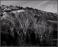 DSC_0018 AA Rox Pk Trees 7.jpg
