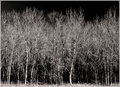 DSC_0086 AA INSPIRED ASPEN WANNABEES7.jpg