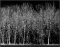 DSC_0091 AA INSPIRED ASPEN WANNABEE.jpg