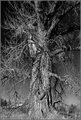 DSC_0026 SPOOKY TREE.jpg