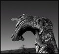 DSC_0071 A DRAGON IN THE TRUNK.jpg