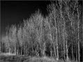 DSC_0100 ASPEN GROVE INSPIRED.jpg