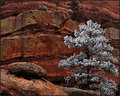 DSC_0030 flock.jpg