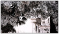 DSC_0067 white house.jpg